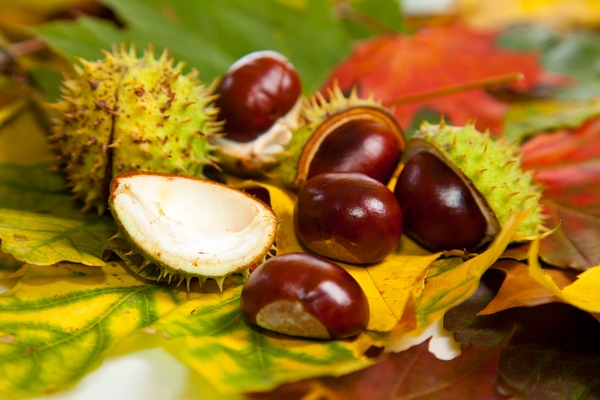 Schemat liścia palmatozłożonego kasztanowca zwyczajnego (Aesculus hippocastanum) — nie kasztan jadalny